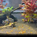 Super Orange sekura (Oranje garnalen) 🦐, Kreeft, Krab of Garnaal