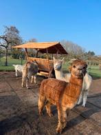 hooiruif schaap ALPACA hert REE pony EZEL, Ophalen of Verzenden, Vee