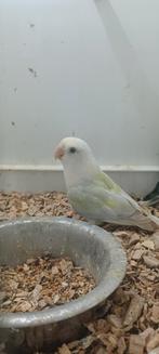 3 Roseicollis 2025, Dieren en Toebehoren, Vogels | Parkieten en Papegaaien, Geslacht onbekend, Papegaai, Geringd