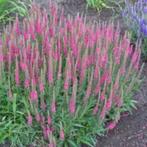 Veronica spicata ar ereprijs, vaste plant, bodembedekker, Tuin en Terras, Ophalen, Bodembedekkers, Vaste plant, Halfschaduw