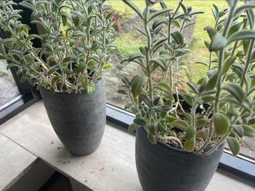 Gratis af te halen . Plantjes beschikbaar voor biedingen