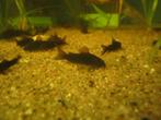 Corydoras Venuzuela Black, Dieren en Toebehoren, Vissen | Aquariumvissen, Vis, Zoetwatervis, Schoolvis