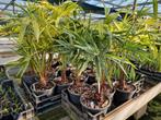 Livistona australis palmboom, Ophalen of Verzenden, Overige soorten, Bloeit niet, Volle zon