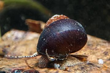 PRE ORDER: Filopaludina sp. Orange Spot - aquarium slak beschikbaar voor biedingen