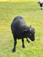 Ouessant ram Zwoegervrij, Dieren en Toebehoren, Mannelijk, Schaap, 0 tot 2 jaar