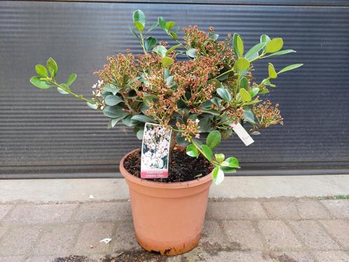 Rhaphiolepis Umbellata 'Ovata' - Indische Meidoorn H: 56 cm., Tuin en Terras, Planten | Tuinplanten, Vaste plant, Overige soorten