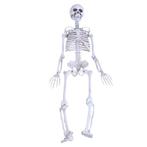 Skelet / Geraamte 90cm Menselijk School Medisch Anatomie, Diversen, Schoolbenodigdheden, Verzenden, Nieuw