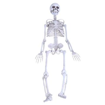 Skelet / Geraamte 90cm Menselijk School Medisch Anatomie beschikbaar voor biedingen