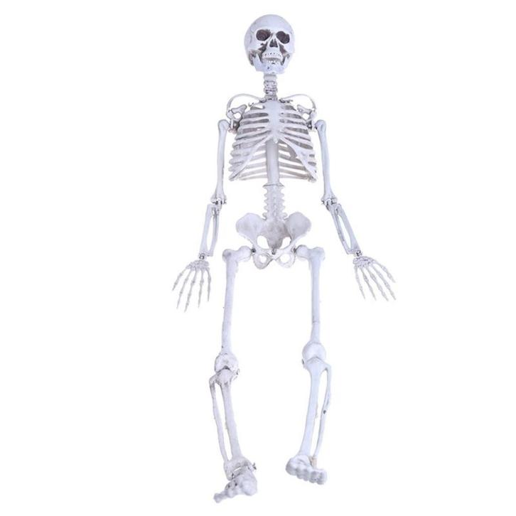 Skelet / Geraamte 90cm Menselijk School Medisch Anatomie, Diversen, Schoolbenodigdheden, Nieuw, Verzenden