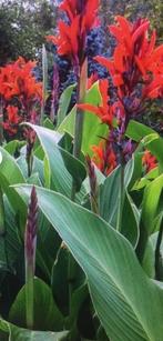 Rode canna knollen, Tuin en Terras, Bloembollen en Zaden, Ophalen, Voorjaar, Volle zon, Knol