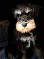 Dwergschnauzer pup, Dieren en Toebehoren, Rabiës (hondsdolheid), 15 weken tot 1 jaar, Overige rassen, Teef