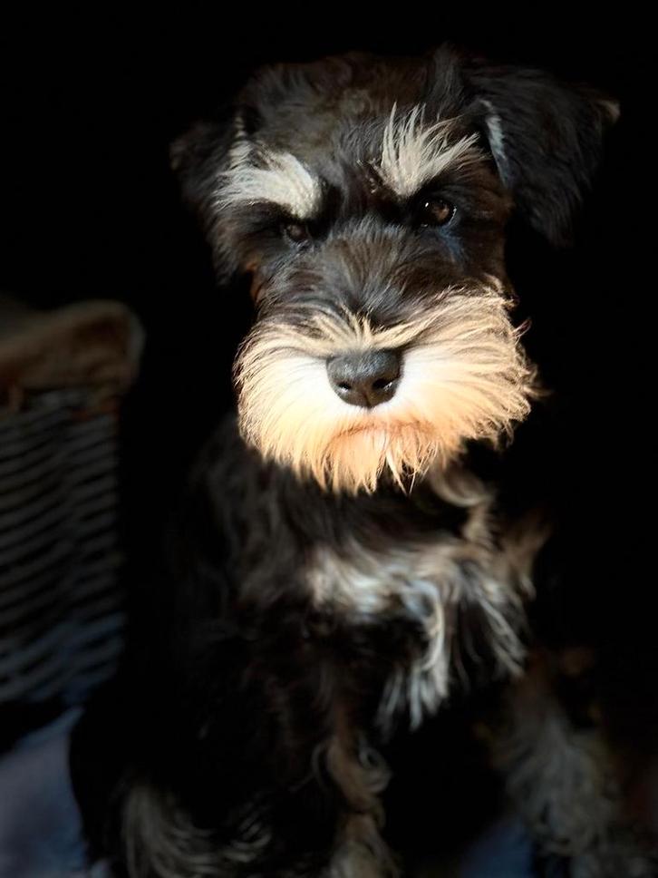 Dwergschnauzer pup, Dieren en Toebehoren, Honden | Jack Russells en Terriërs, Teef, Overige rassen, Particulier, Eén hond, Nederland