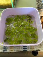 Drijfplantjes aquarium, Vis