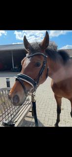 Dobert Classic hoofdstel met Dyon frontriem, Dieren en Toebehoren, Paarden en Pony's | Hoofdstellen en Tuigage, Ophalen of Verzenden