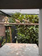 0-2 Groene kardinalen - Gubernatrix cristata, Dieren en Toebehoren, Vogels | Overige Vogels, Vrouwelijk, Geringd
