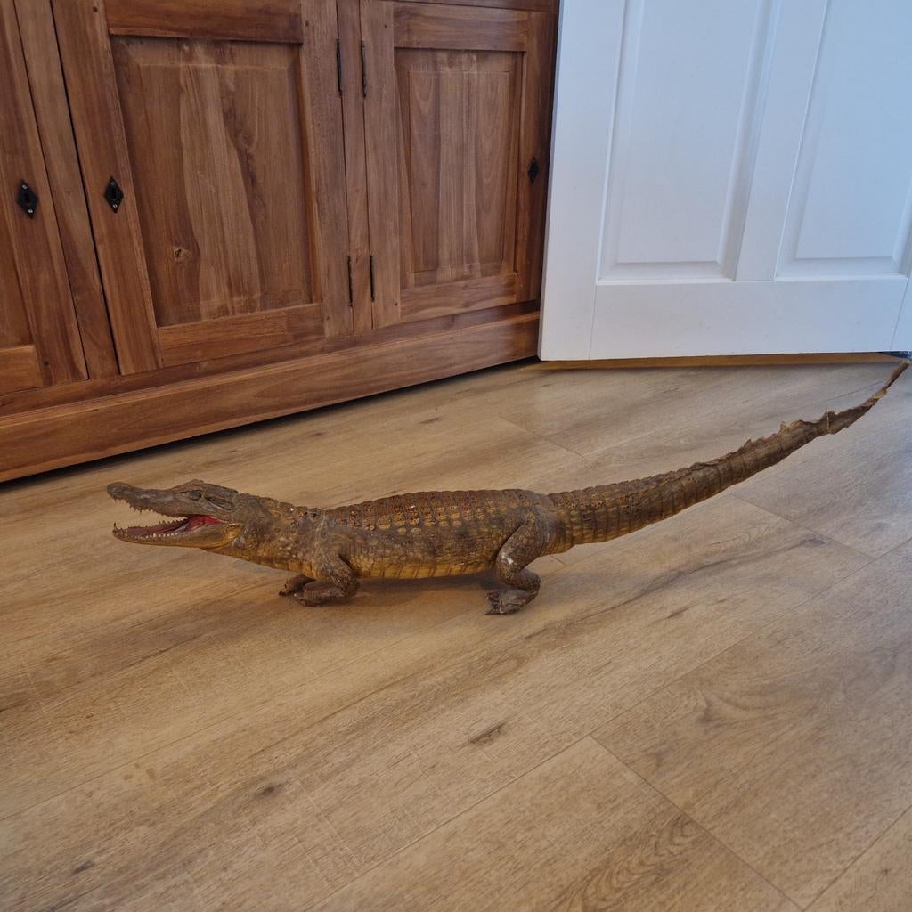 Opgezette Alligator - Uniek Decoratiestuk, Verzamelen, Dierenverzamelingen, Ophalen, Gebruikt, Reptiel of Amfibie, Opgezet dier