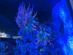 Zeeaquarium een rots met drie zeeanemonen, Dieren en Toebehoren, Vissen | Aquaria en Toebehoren, Ophalen