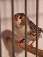 Koppel witborst grijs 2025, Dieren en Toebehoren, Vogels | Overige Vogels, Meerdere dieren, Geringd