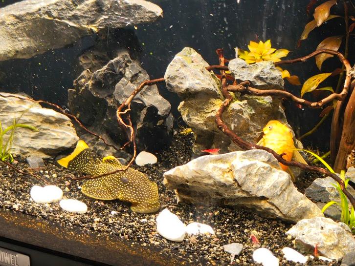 Golden nugget pleco, Dieren en Toebehoren, Vissen | Aquariumvissen, Vis