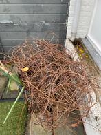 Wilde Wingerd Klimplant - Prachtige Herfstkleuren!, Tuin en Terras, Ophalen, Volle zon, Vaste plant, Bloeit niet