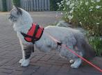 TER DEKKING: Prachtige Neva Masquerade, Hypoallergeen, Dieren en Toebehoren, Katten en Kittens | Dekkaters, 3 tot 5 jaar