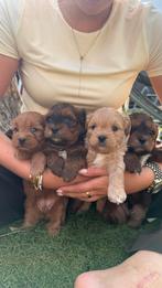 Puppy’s te koop, Dieren en Toebehoren, Reu, 8 tot 15 weken, Meerdere, Klein