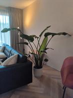 Grote Strelitzia inclusief Elho bloempot, Ophalen, Halfschaduw, 150 tot 200 cm