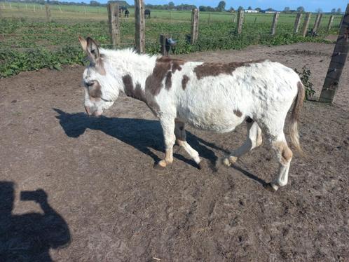 Ter dekking mooie bonte ezel hengst, Dieren en Toebehoren, Overige Dieren, Mannelijk