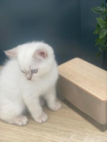 Super zeldzame Prachtige witte Britsekorthaar kitten beschikbaar voor biedingen