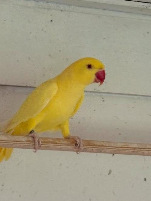 Gezocht  div soorten vogels . Zie omschrijving., Dieren en Toebehoren, Vogels | Parkieten en Papegaaien, Parkiet, Meerdere dieren