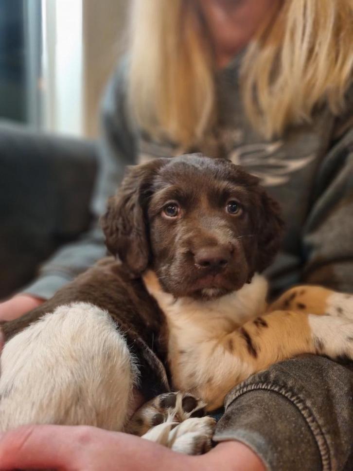 Heidewachtel pup, Dieren en Toebehoren, Honden | Retrievers, Spaniëls en Waterhonden, Reu, Overige rassen, Particulier, Eén hond