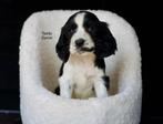 Raszuivere engelse cockerspaniel pups, 8 tot 15 weken, Meerdere, Meerdere dieren, Spaniël