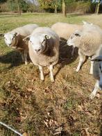 Te koop 0,5 jarige / jonge texelaar ARR/ARR dekram/ram, Dieren en Toebehoren, Mannelijk, Schaap, 0 tot 2 jaar
