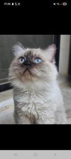 Hele lieve biso, Dieren en Toebehoren, Katten en Kittens | Raskatten | Langhaar, Kater, Gechipt