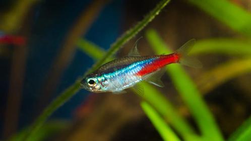 Paracheirodon Innesi - Neon Tetra, Dieren en Toebehoren, Vissen | Aquariumvissen, Zoetwatervis, Vis, Schoolvis