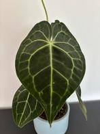 Anthurium clarinervium, Huis en Inrichting, Kamerplanten, Ophalen of Verzenden, Halfschaduw, Minder dan 100 cm