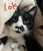 2 poezen, 2 zusjes, 2 katten, Dieren en Toebehoren, 0 tot 2 jaar