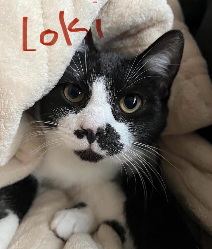 2 poezen, 2 zusjes, 2 katten, Dieren en Toebehoren, Katten en Kittens | Dekkaters, 0 tot 2 jaar