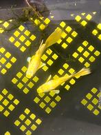 24k guppies te koop, Eén persoon, Ticket of Toegangskaart
