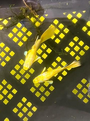 24k guppies te koop beschikbaar voor biedingen