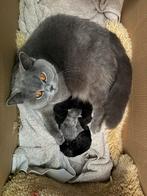 Prachtige halve britse korthaar kittens te koop, Dieren en Toebehoren, Katten en Kittens | Raskatten | Korthaar, Meerdere dieren