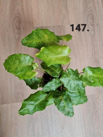 Calathea musaica 'Network'   beschikbaar voor biedingen