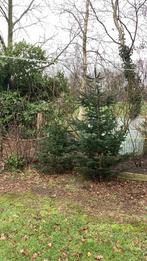 Kerstboom, Tuin en Terras, Planten | Bomen, Ophalen of Verzenden, Volle zon, Overige soorten