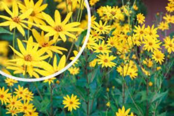 Aardpeer Topinamboer (Helianthus Tuberosus)  beschikbaar voor biedingen