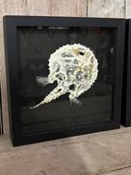 Mooie luxe lijst met “Starry batfish” skelet, Ophalen of Verzenden, Nieuw, Overige soorten, Overige typen
