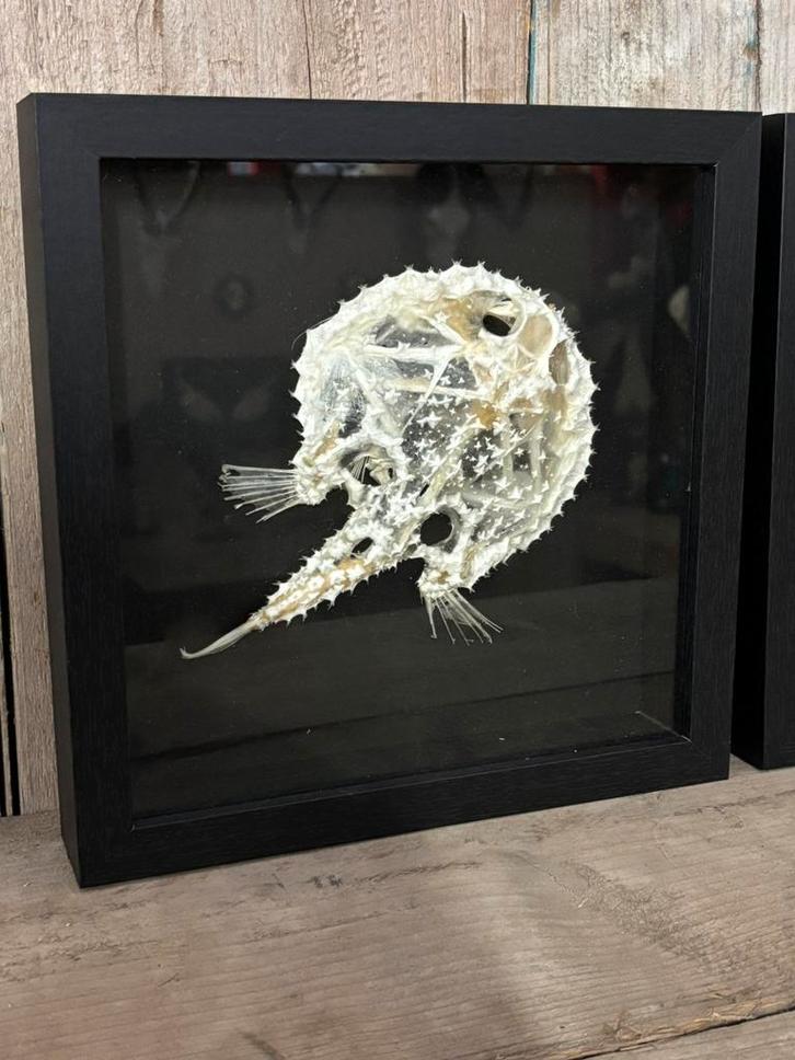 Mooie luxe lijst met “Starry batfish” skelet, Verzamelen, Dierenverzamelingen, Nieuw, Overige typen, Overige soorten, Ophalen of Verzenden