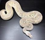 0.1 blackhead cinnamon super pastel hypo, Dieren en Toebehoren, Slang