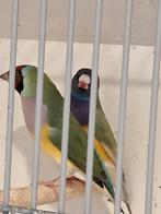 Gouldamadine, Meerdere dieren, Parkiet