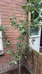 Pruimenboom, Tuin en Terras, Ophalen, Halfschaduw, Overige soorten
