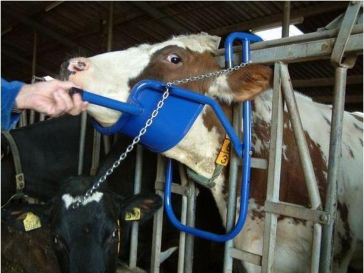 Vink Kopheffer rundvee koeien op zelfsluitend voerhek, Dieren en Toebehoren, Overige Dieren-accessoires, Nieuw, Ophalen of Verzenden